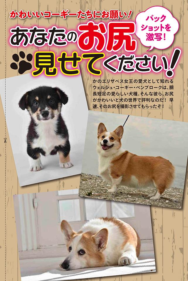 袋とじは子犬のお尻