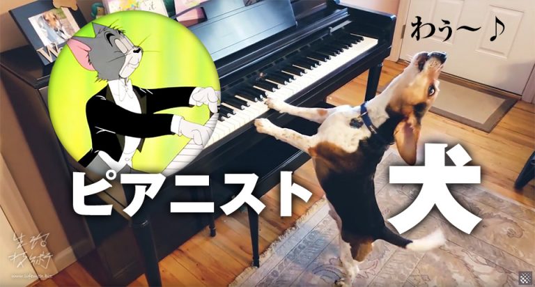 ピアニスト犬